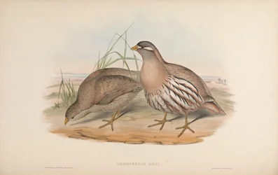Ammoperdix Heyi